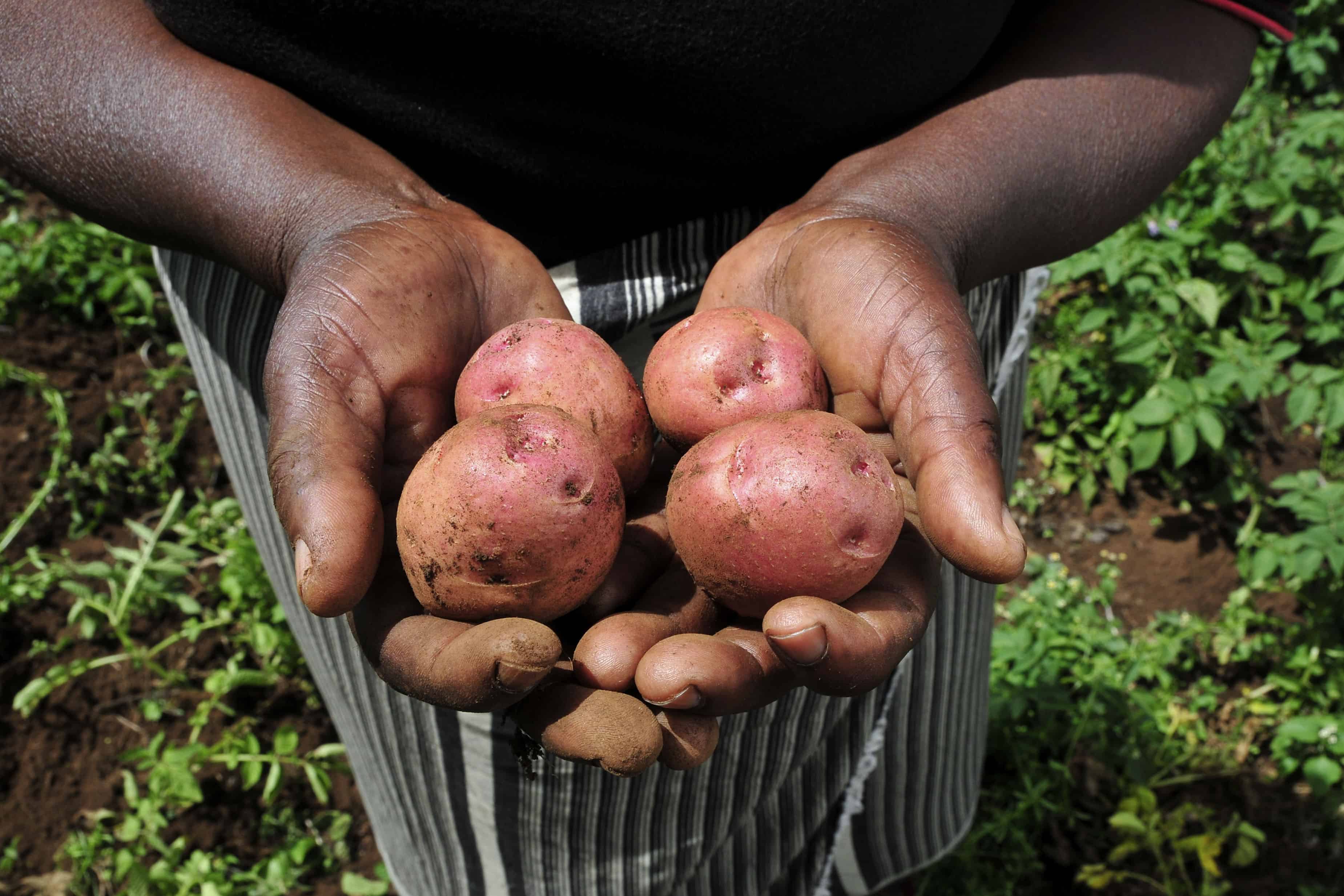 From the Archive: Rising Food Prices Threaten Mass Starvation